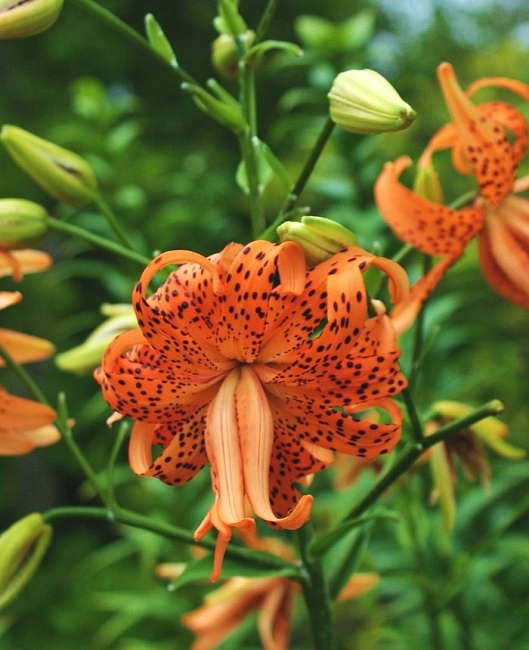 Лилия Флоре Плено